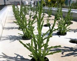 Close up of young Sea Asparagus plants growing in IMTA system