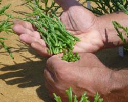 Harvesting Sea Aspargus stems for nutritional analysis